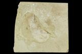 Fossil Horsetail (Equisetum)- Green River Formation, Utah #111443-1
